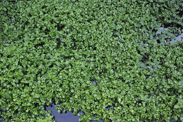農業用水路に自生するクレソン