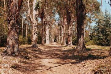 Rangée d'arbres séchés