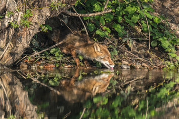 fuchs beim trinken