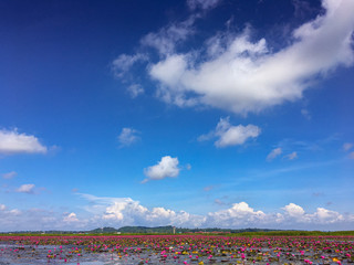 Pink lotus in the large swamp. Phatthalung, Thailand. The big attraction is the Thale Noi Waterfowl Reserve in Khuan Khanun which is a protected freshwater wetland with millions of pink lotus flowers.
