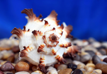 Obraz na płótnie Canvas Beautiful white - brown sea shell