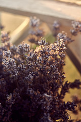  dry lavender on a window