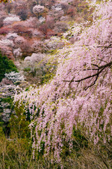 cherry blossom in japan