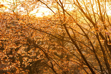 tree color in sunset time