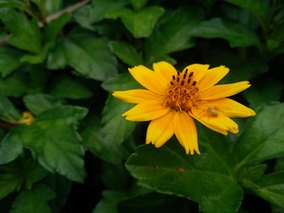 Wedelia Flower with Spider