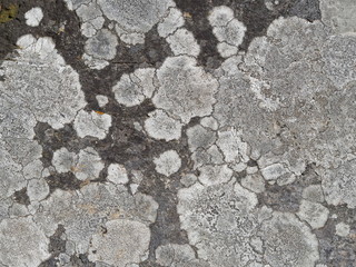 Closeup of fungus growing on granite, background texture