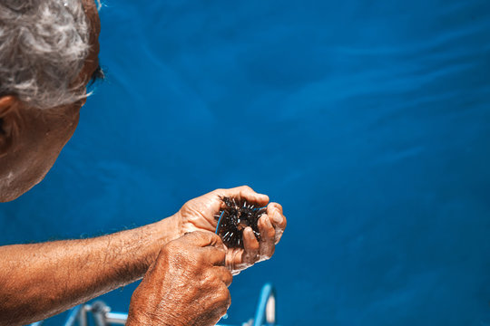 Elderly man on a yacht holding a sea urchin.