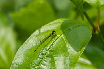 Fragile Forktail Damselfly on Leaf in Springtime