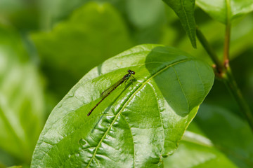 Fragile Forktail Damselfly on Leaf in Springtime