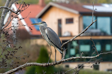Grey heron in a tree