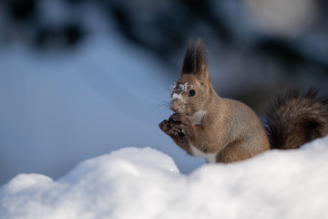 雪の中のエゾリス