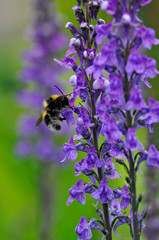 Close up of a female Common Carder Bumblebee Bombus Agrorum feeding on a Salvia