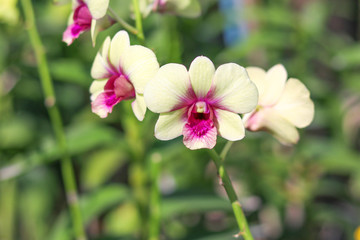 Orchids with petals are white and purple on blurred background.