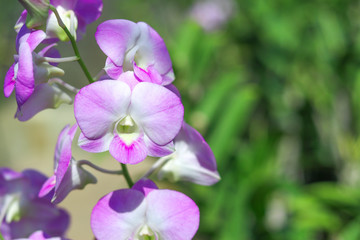 Purple orchid with blurred background. 