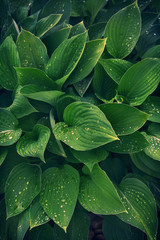 green leaf background texture.