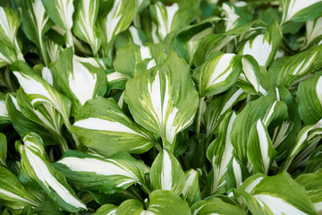 Background with green and white leaves of hosta plant after the rain