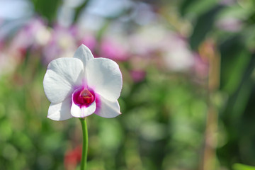 White orchid with blurred background. 
