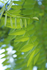 Blurred image of green leaves.Abstract green natural background. Acacia branch. Green leaves of acacia tree.