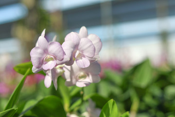 Obraz na płótnie Canvas White orchid with blurred background. 