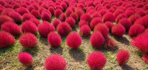 Kochia in Kokuei Hitachi Seaside Park - Hitachinaka, Ibaraki, Japan