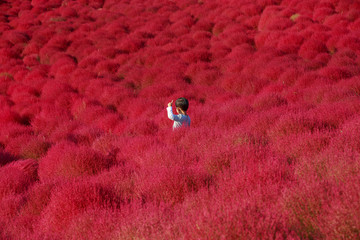 Boy among the mass of Kochia in Kokuei Hitachi Seaside Park - Hitachinaka, Ibaraki, Japan