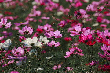 Cosmos flowers in Kokuei Hitachi Seaside Park - Hitachinaka, Ibaraki, Japan