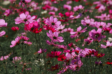 Cosmos flowers in Kokuei Hitachi Seaside Park - Hitachinaka, Ibaraki, Japan