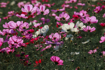 Cosmos flowers in Kokuei Hitachi Seaside Park - Hitachinaka, Ibaraki, Japan