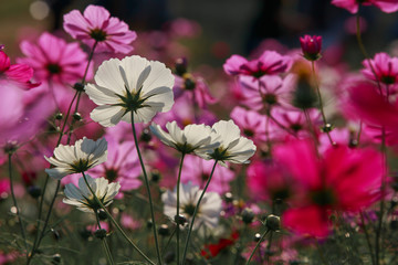 Cosmos flowers in Kokuei Hitachi Seaside Park - Hitachinaka, Ibaraki, Japan