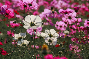 Cosmos flowers in Kokuei Hitachi Seaside Park - Hitachinaka, Ibaraki, Japan
