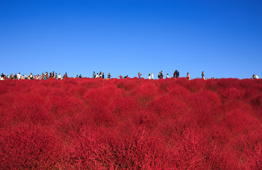 Kochia with the crowd in Kokuei Hitachi Seaside Park - Hitachinaka, Ibaraki, Japan