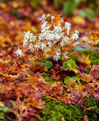 white flowers in the garden