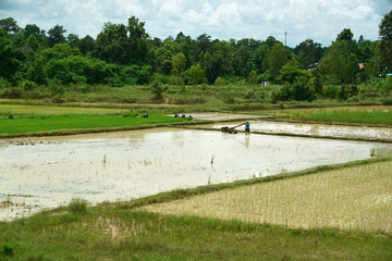 Reisfelder und Landwirtschaft in Südostasien