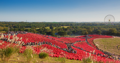 Kochia with the crowd in Kokuei Hitachi Seaside Park - Hitachinaka, Ibaraki, Japan