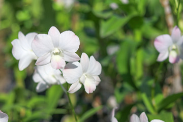 White orchid with blurred background. 