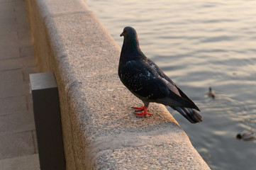 pigeon on the river embankment