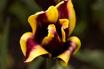 burgundy yellow spring tulips, macro shooting, general plan