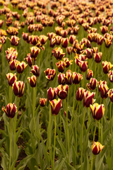 burgundy yellow spring tulips, macro shooting, general plan
