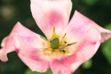Fototapeta na wymiar pink spring tulips, macro shot