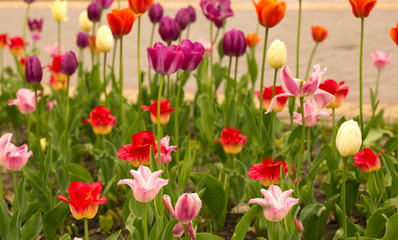 Obraz na płótnie Canvas ilac purple spring tulips, macro photography, general plan photophone