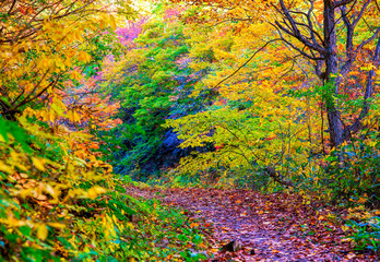 Obrazy na Szkle  jesienny las z drogą