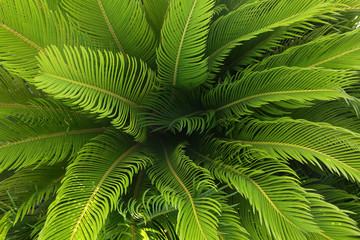 beautiful natural plant with bright green colours.