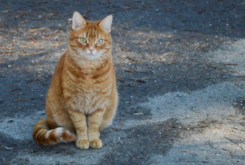 Ginger cat on the road