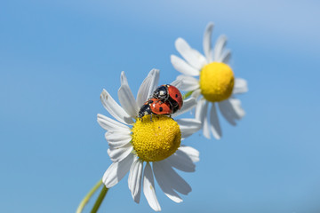 Fototapeta premium marienkäfer