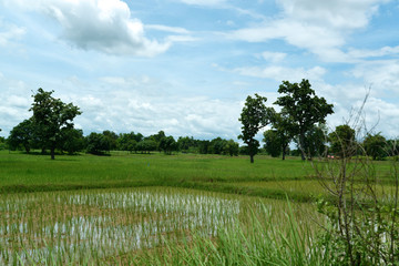Reisfelder und Landwirtschaft in S&uuml;dostasien