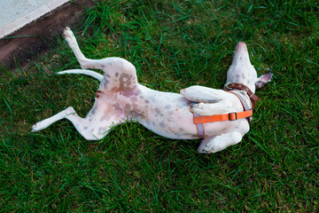 Playful domestic Pointer mixed with Dalmatian dog lying on the lawn lies belly to the top
