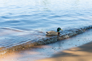 waves on the river Bank