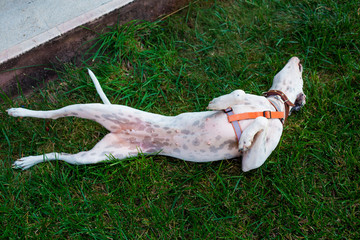 Playful domestic Pointer mixed with Dalmatian dog lying on the lawn lies belly to the top