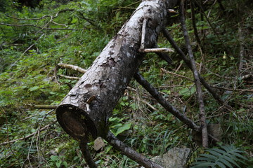 Trees fallen during a natural disaster in Trentino Alto Adige