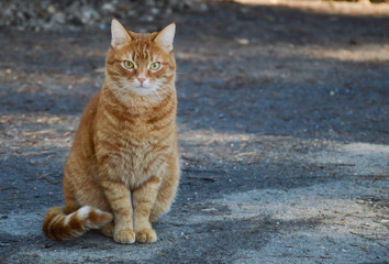 Red cat sits on the road
